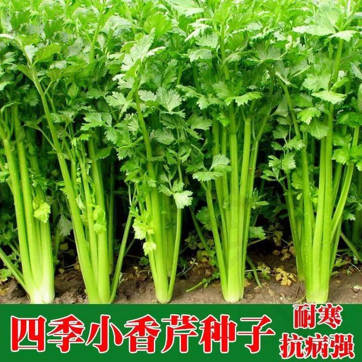 (新疆包邮)四季小香芹菜种子芹菜种子香味浓郁实心芹菜种四季播农