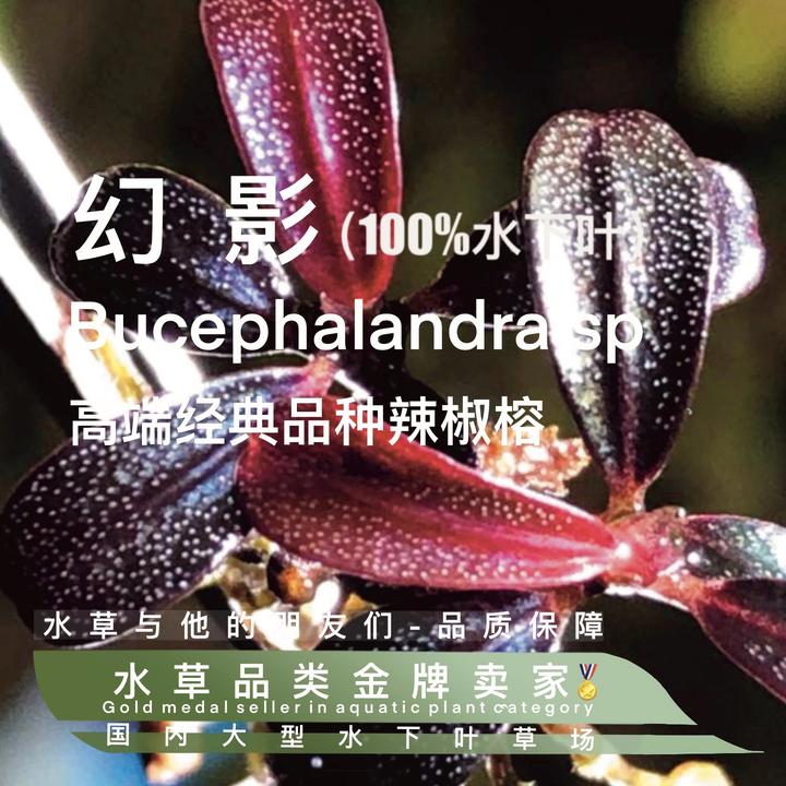 幻影辣椒榕真正水下叶- 鱼缸造景水草水培增氧活体淡带根植物