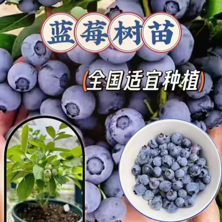 蓝莓果苗带土带叶发货自花授粉耐寒高产大果南北方种植