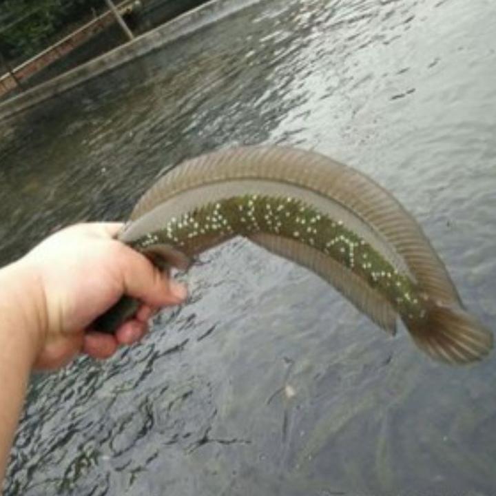 【活体】优质七星鱼月鳢山斑鱼观赏鱼淡水鱼渔场直发