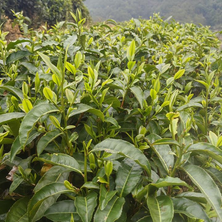 25年春茶，云南茶叶，自产自销，春茶！普洱茶