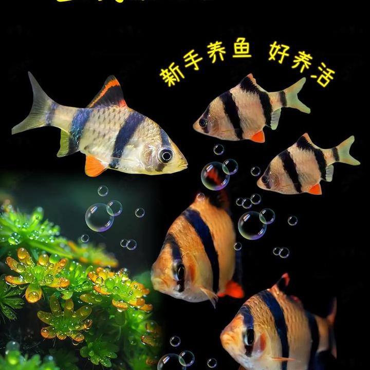 四间虎皮鱼观赏鱼新手好养热带低氧耐活条纹虎皮鱼
