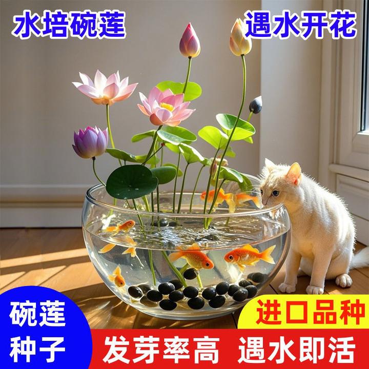 碗莲种七彩五颜六色水培花卉水养四季莲花荷花种莲藕绿植水培莲子