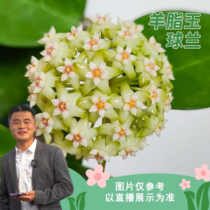 羊脂玉球兰小苗室内外阳台庭院花卉绿植浓香植物易打理