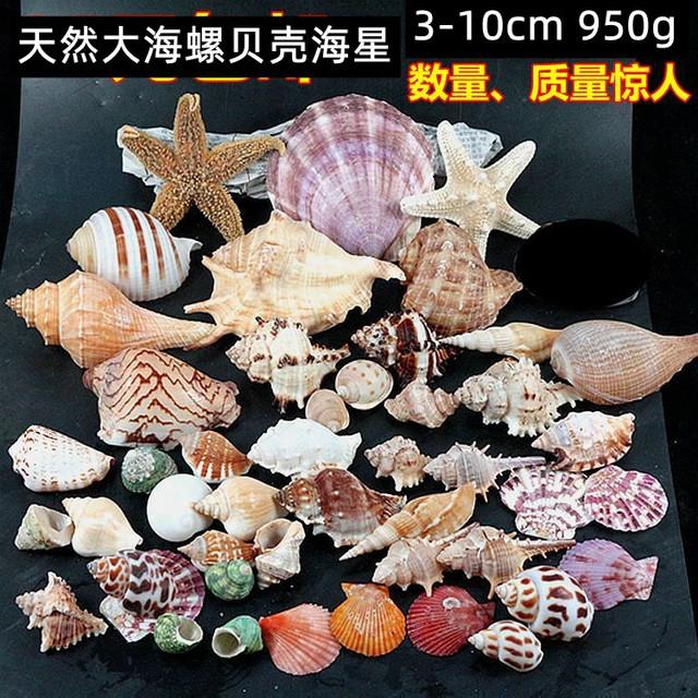 包邮950g大海螺贝壳海星装饰套装 水族造景贴墙广告橱窗设计道具