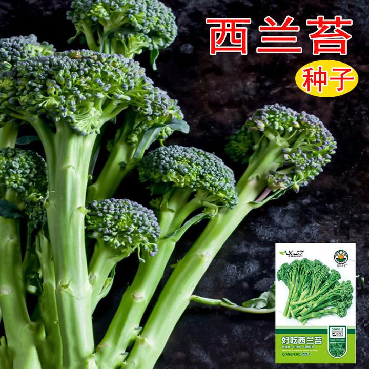 *西兰苔种子甜杆西兰花长茎西洋芥兰青花笋耐寒冻农家田园蔬菜种
