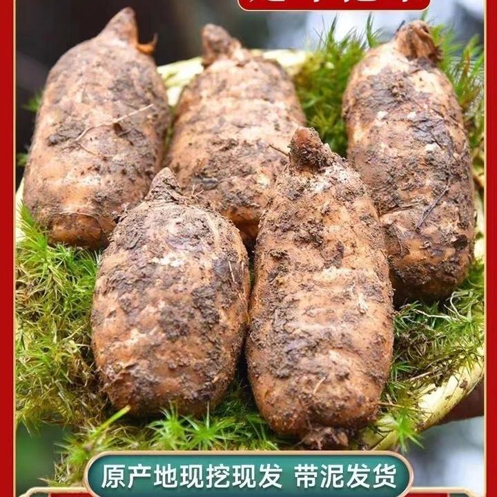 正宗云南昭通小草坝新鲜湿活乌天麻煲汤泡酒产地直销土特产高品质