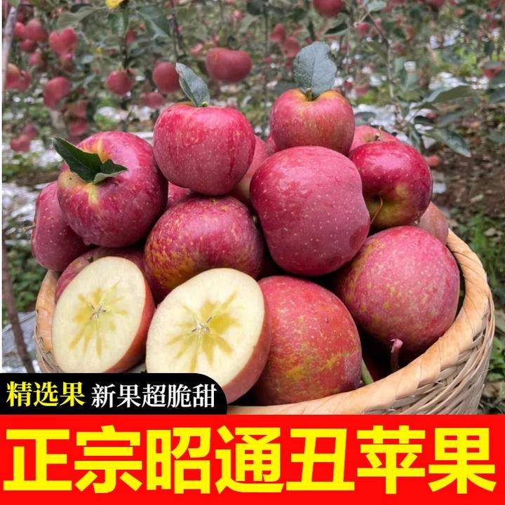 【坏果包赔】云南昭通冰糖心丑苹果非大凉山丑苹果昭通苹果丑苹果