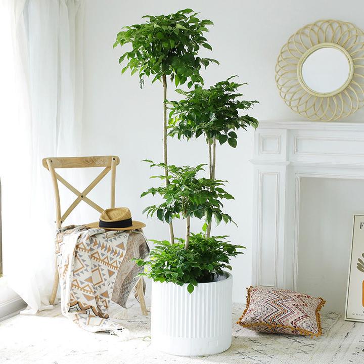 幸福树盆栽客厅的好养绿植室内办公室绿宝大型植物吸甲醛净化空气