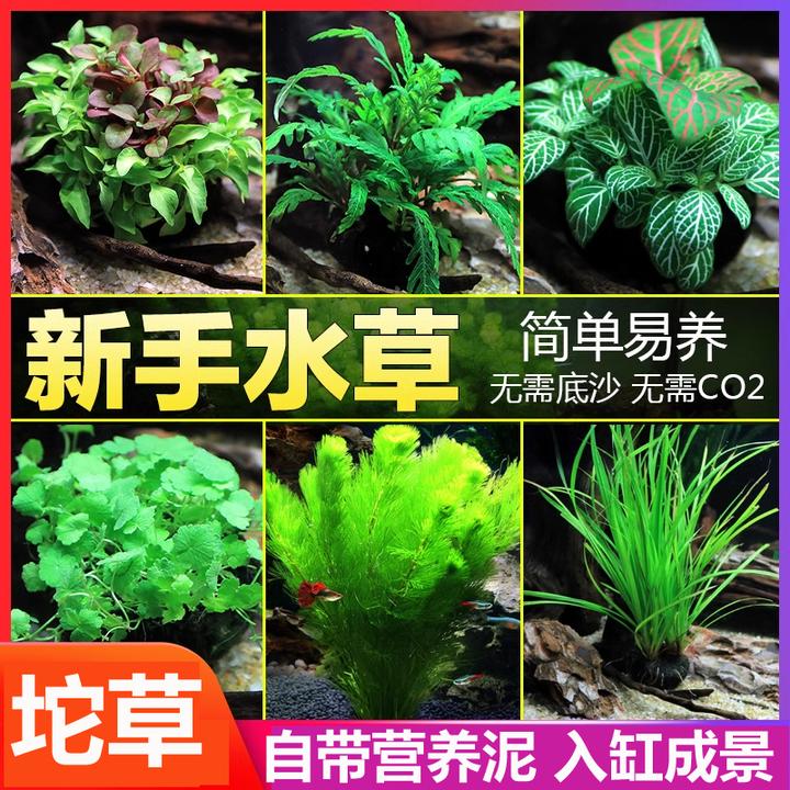 绿菊坨草水罗兰鱼缸增氧水草无需底砂蜈蚣草古法养鱼造景水培绿植