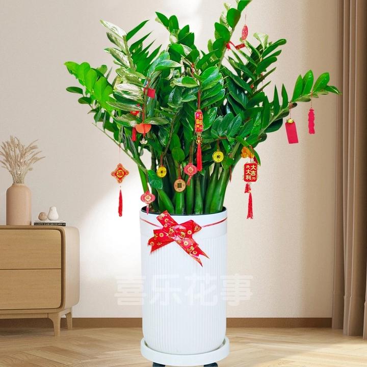 专属-3A级含盆1.1-1.3米大型绿植金钱树盆栽室内客厅绿植耐旱植物