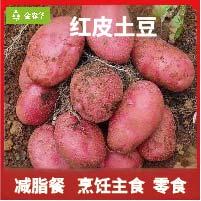 云南红皮土豆现挖现发新鲜蔬菜洋芋马铃薯土豆块健康食品减脂餐