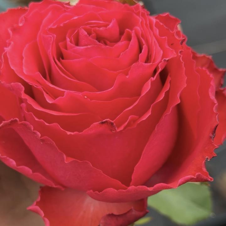 巨大花【帝王月季】两广海南可入 高杯大花 花期长云南发货