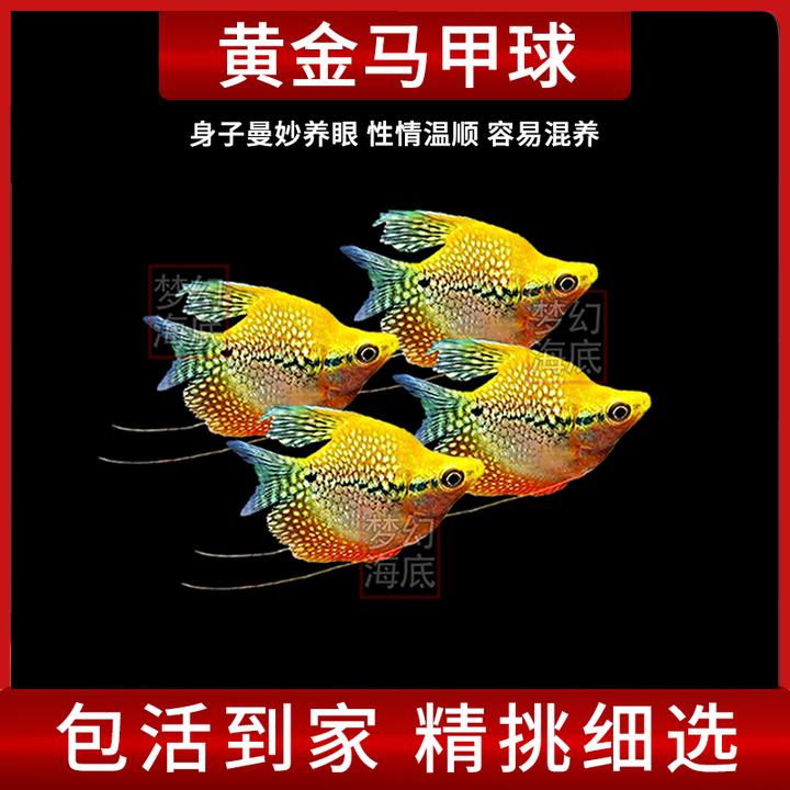黄金马甲球小型观赏鱼热带鱼蓝曼龙球鱼丽丽七彩丽丽血丽丽丝足鱼