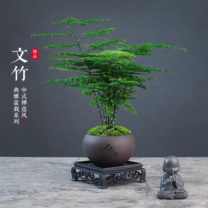 【文竹】盆栽植物室内净化空气办公室中式花卉盆栽造景小盆栽绿植