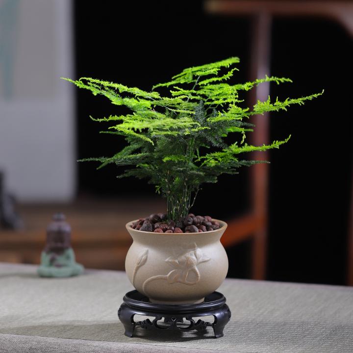 【文竹】盆栽植物室内净化空气办公室绿植花卉盆栽好养四季常青