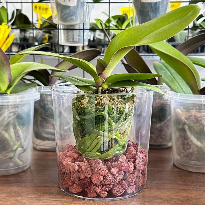 花花喜大王醒花霸王桶高透加厚绿植花卉蝴蝶兰高颜值鱼缸花盆5个