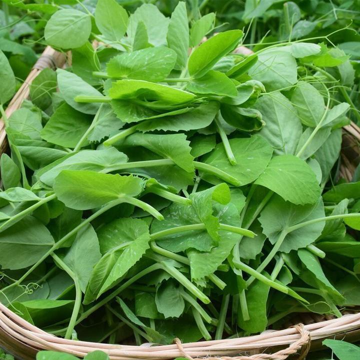 无须豌豆尖种子专吃豌豆苗春秋播蔬菜种子四季易种阳台盆栽芽苗菜