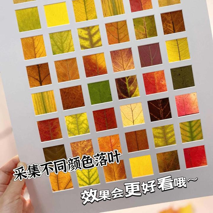 落叶树叶标本相框手工diy秋天叶子收集48格画框装饰画桌面摆件HR