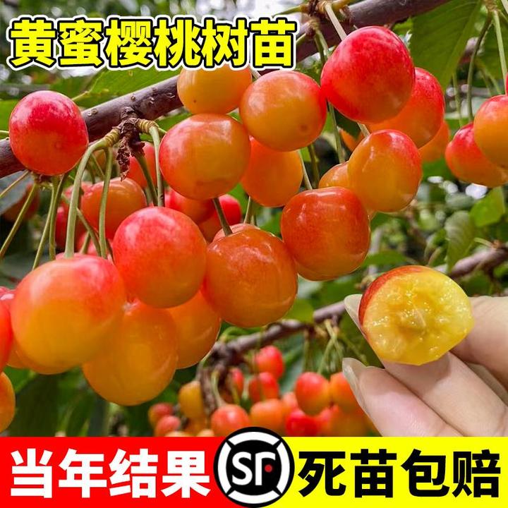 黄蜜大樱桃树樱桃苗南北方庭院地栽种植大苗盆栽嫁接矮化当年结果