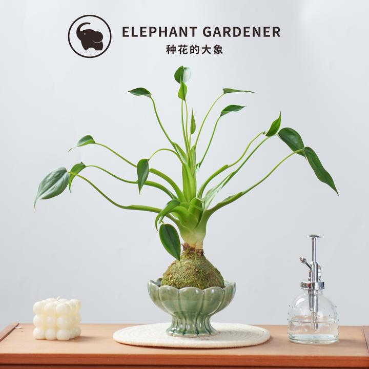 苔藓球千手观音小舞者海芋ins好养吸甲醛室内绿植阳台热植盆栽