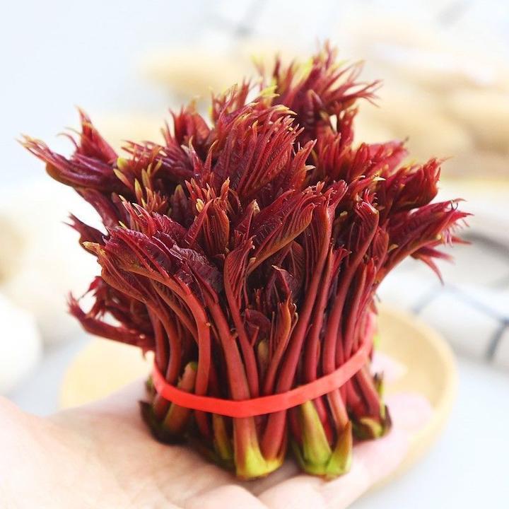 香椿芽香椿新鲜现摘当季农家红油头茬嫩芽冰袋+泡沫箱1/3斤中通