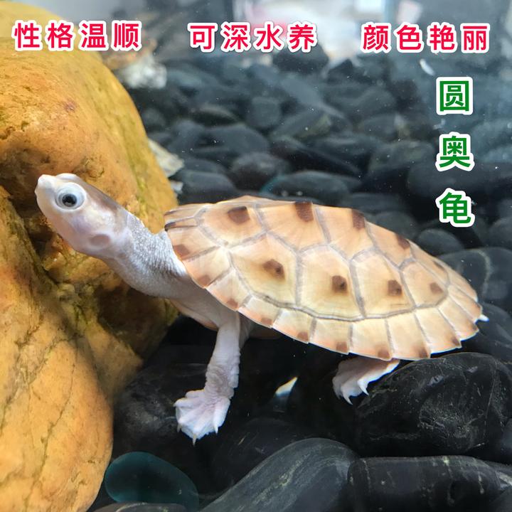 人工繁殖小苏活物乌龟宠物家养观赏龟