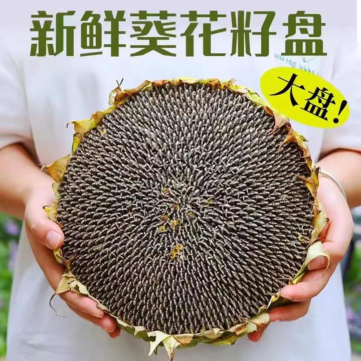包邮2025年现摘新鲜葵花盘向日葵盘食用新鲜即食原味生瓜子盘