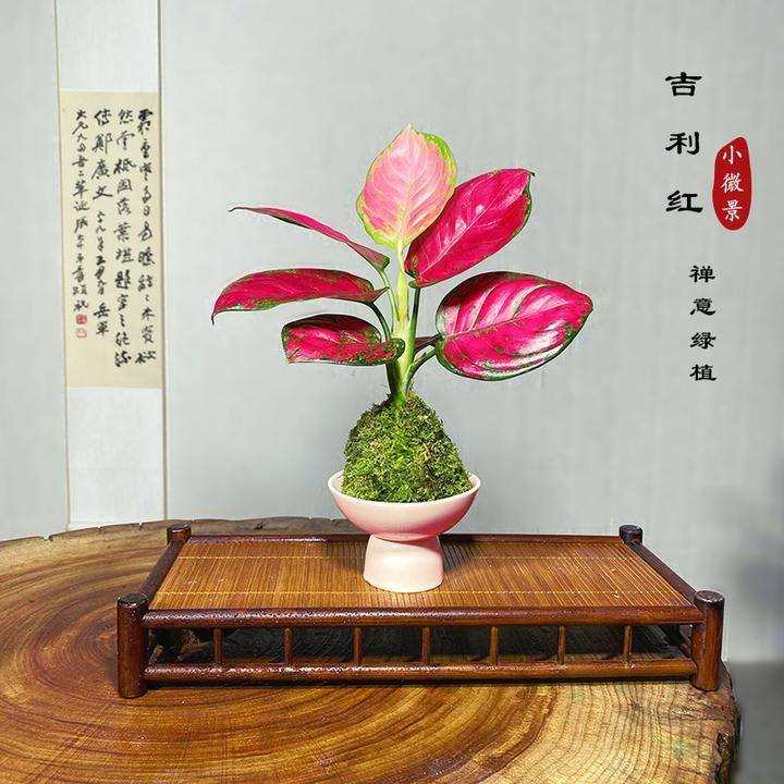 【宏展】吉利红苔藓球新中式苔玉室内耐阴好养绿植绿植