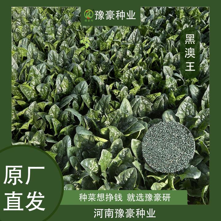 黑澳王菠菜种子耐寒耐热菠菜四季易种越冬菠菜种子大面积种植
