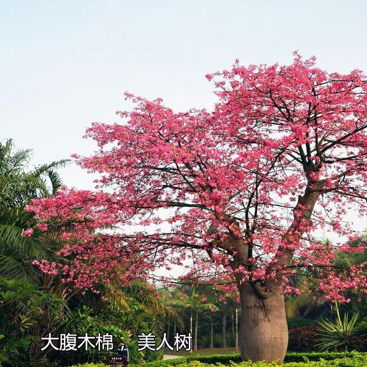 大腹木棉小苗美丽异木棉树苗四季常绿庭院花树公园街道风景树地栽