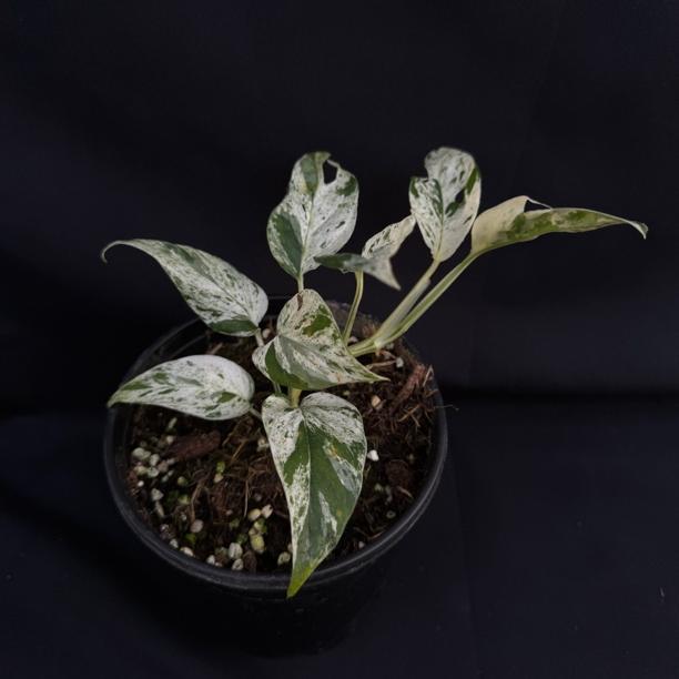 慢青时  薄荷麒麟尾锦南天星花叶爬藤植物室内ins网红四季常绿