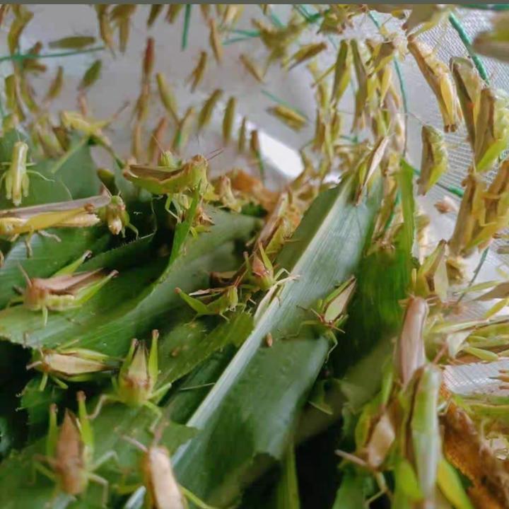 野生稻蝗活虫活体蚂蚱(500克)一斤装画眉鸟食花腿丁蜢