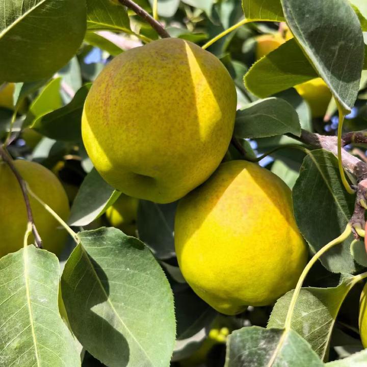 【顺丰包邮】库尔勒香梨脆甜多汁新鲜孕妇营养四季皮薄爽脆美味