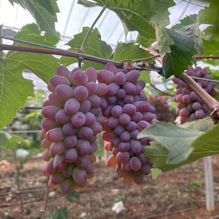 茉莉香葡萄树苗无籽葡萄苗抗寒脆甜南方北方种植当年结果果树果苗