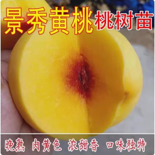 嫁接桃树苗 新品种黄桃苗 奉贤锦绣黄桃树苗 南方北方种植果树苗