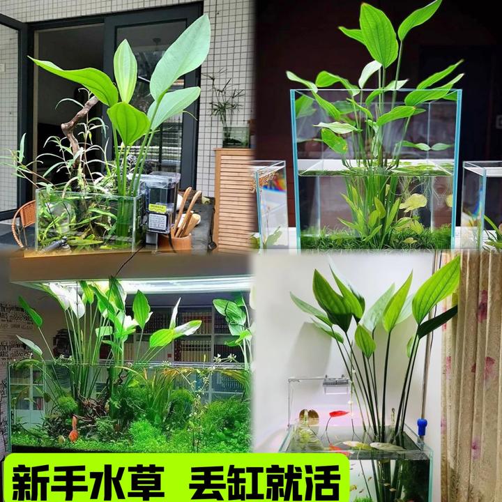 阿根廷皇冠水草坨草挺水水草植物鱼缸造景