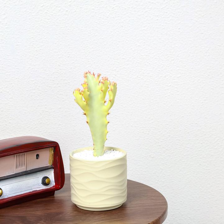 白龙骨锦绿植柠檬水黄金龙骨龙骨锦仙人掌盆栽室内外好养活