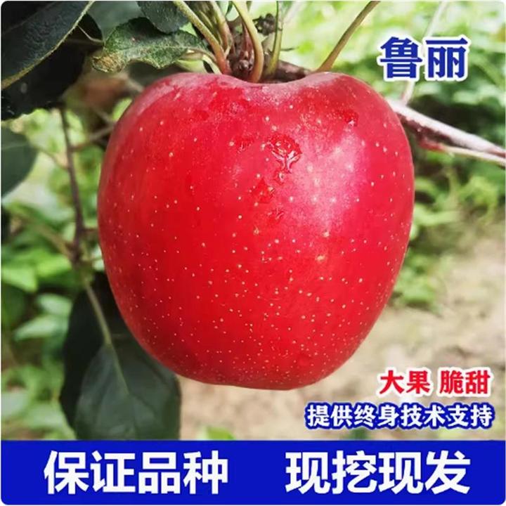 早熟嫁接苹果苗鲁丽苹果树苗南北方易种植盆栽地栽当年结果苹果苗
