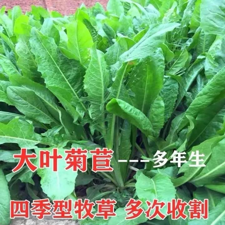 菊苣草种籽将军大叶菊苣四季生长高产牧草种子牛免鸡鸭菜多年生