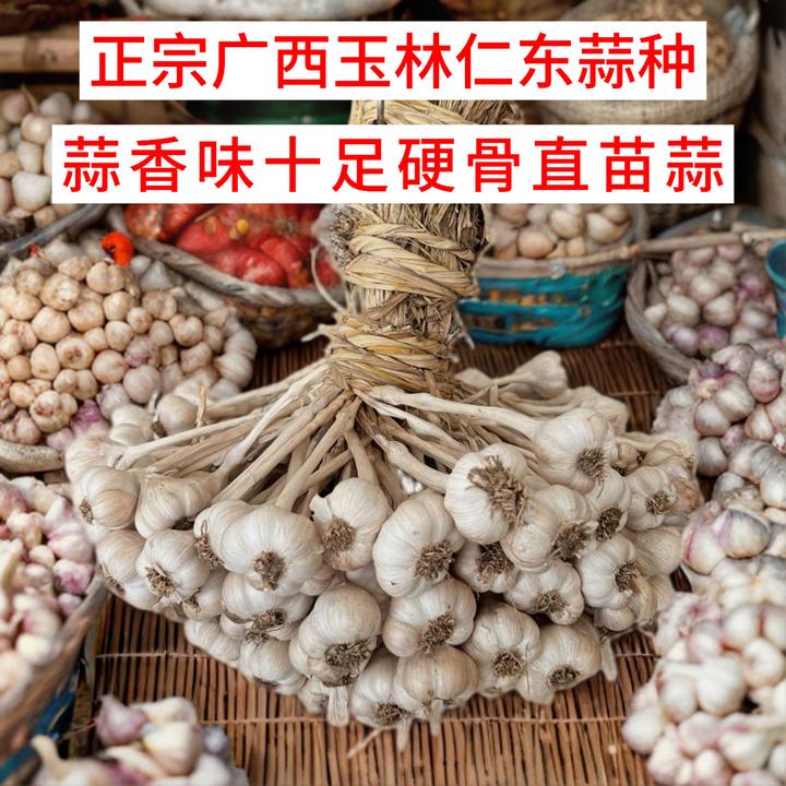 广西玉林仁东蒜种硬骨直苗蒜香味十足本地小香蒜广东盆栽种植当季