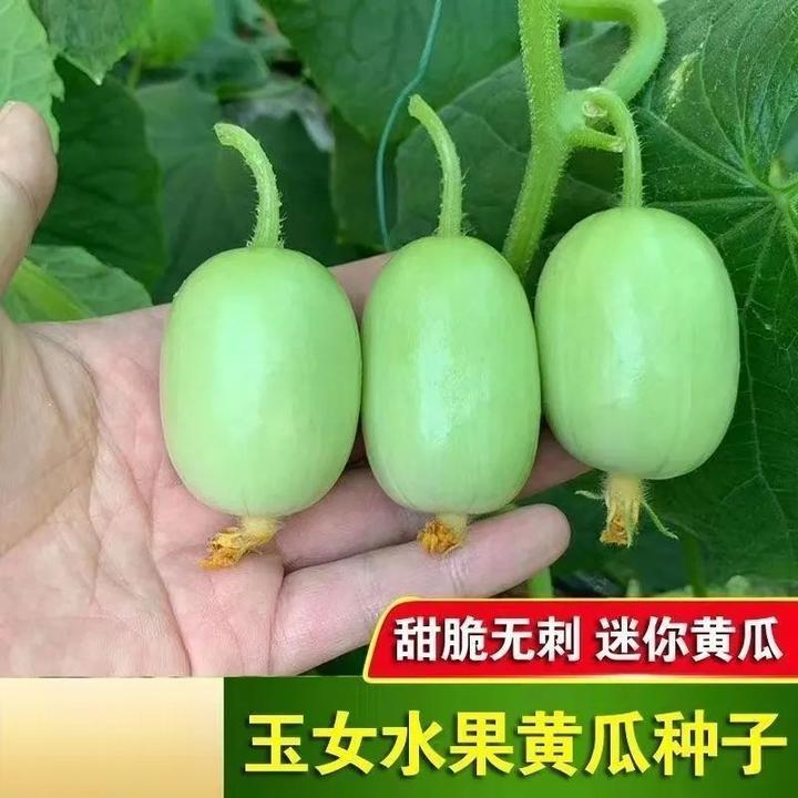 玉女水果黄瓜种子迷你小黄瓜籽生吃脆甜无渣春秋种植阳台盆栽种子