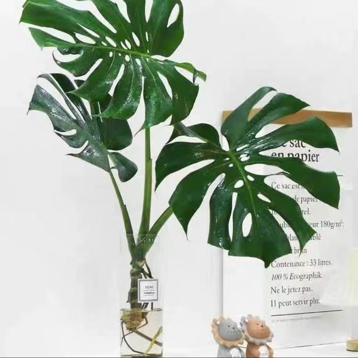 大型开背老桩居家绿植水培水养龟背竹室内客厅净化空气桌面网红