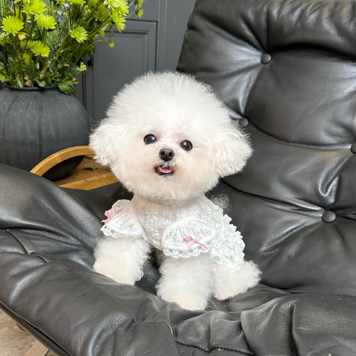 五只小白熊原创宠物衣服春夏新款蕾丝泡泡袖背心狗狗猫咪防晒衣服
