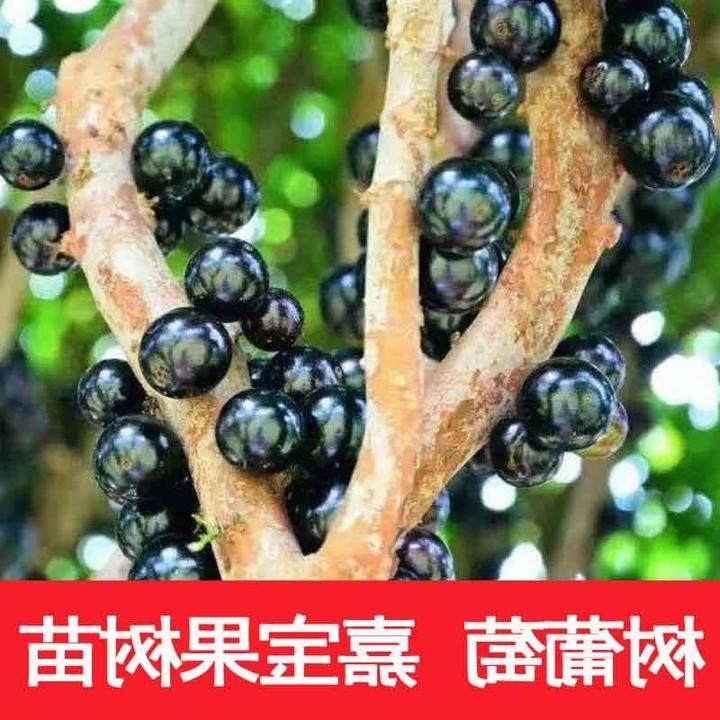 嘉宝果树苗大沙巴福冈台湾树葡萄盆栽地栽四季南北方种植当年结果