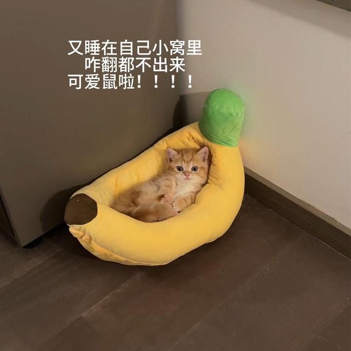 香蕉船猫窝狗窝冬加厚保暖可拆洗宠物沙发四季通用狗窝睡觉垫子