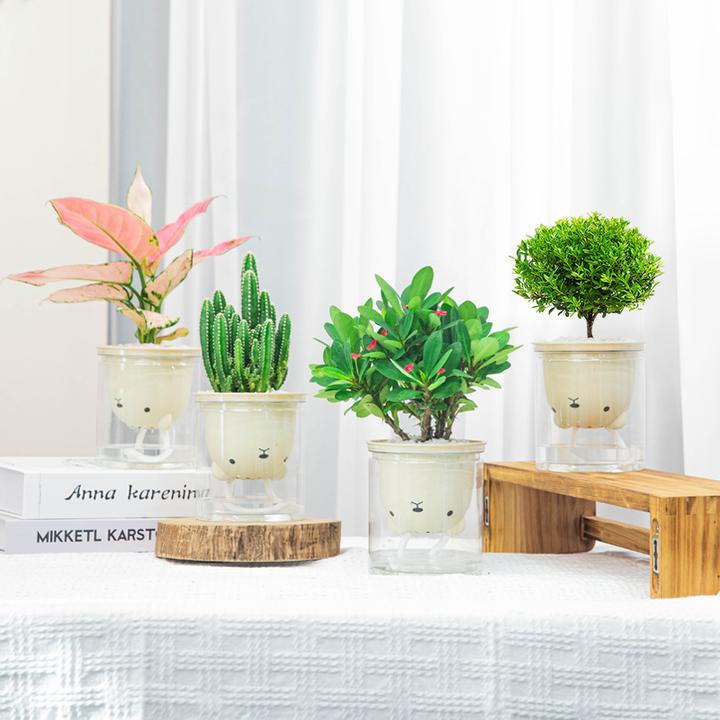 【小熊四件套】懒人吸水盆赤楠万重山虎刺梅吉利红盆栽种好发货绿植