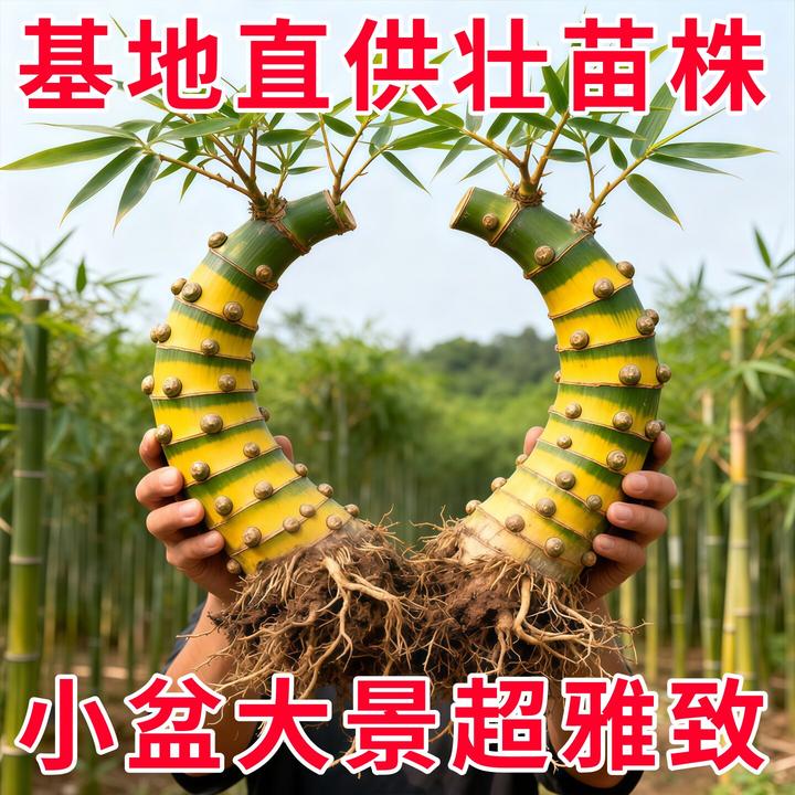 正宗小叶簕竹生桩熟桩老桩茶室客厅办公室禅意北方意境竹子盆景