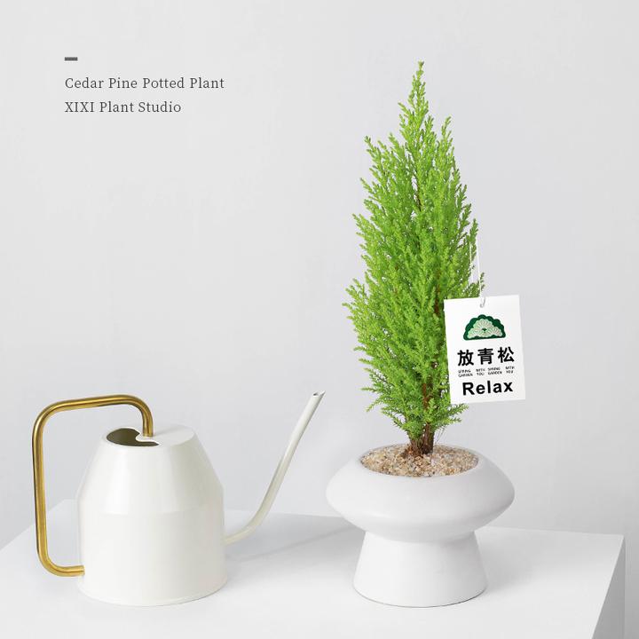 放青松绿植盆栽香松圣诞树办公内桌面窗台趣味解压花卉金冠柏