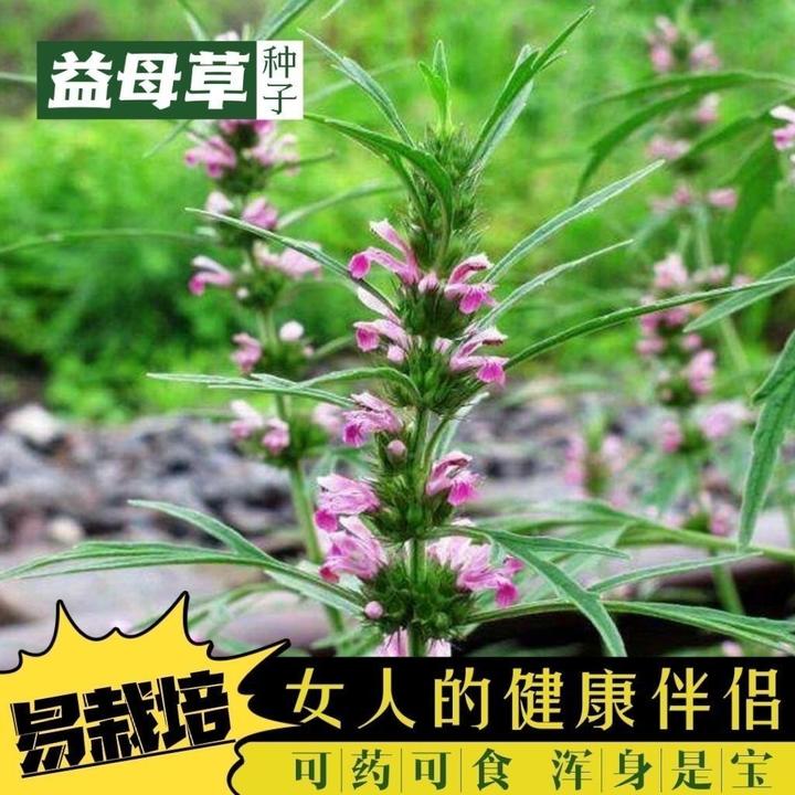 春季正品野生种子中药材益母草四季盆栽种籽菜籽阳台中药庭院药材